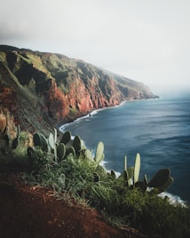 A rugged coastline with steep cliffs covered in lush greenery and reddish-brown rock formations stretches along a calm, blue ocean. In the foreground, various cacti and grasses grow on a dirt path, adding an element of wild vegetation to the landscape.