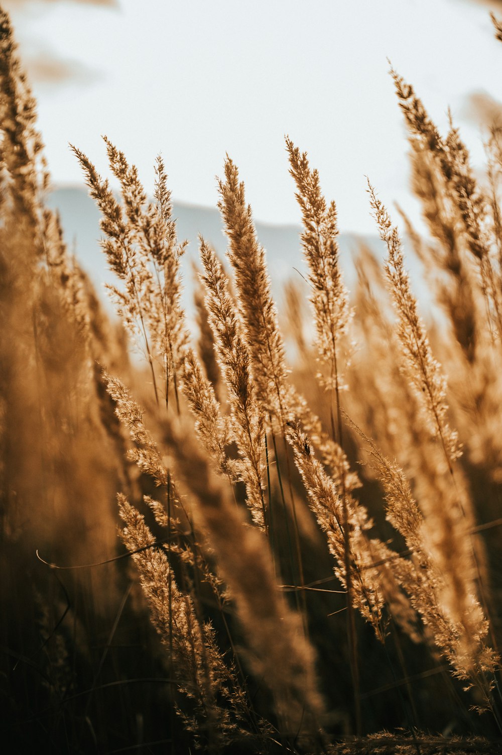 a bunch of tall grass blowing in the wind