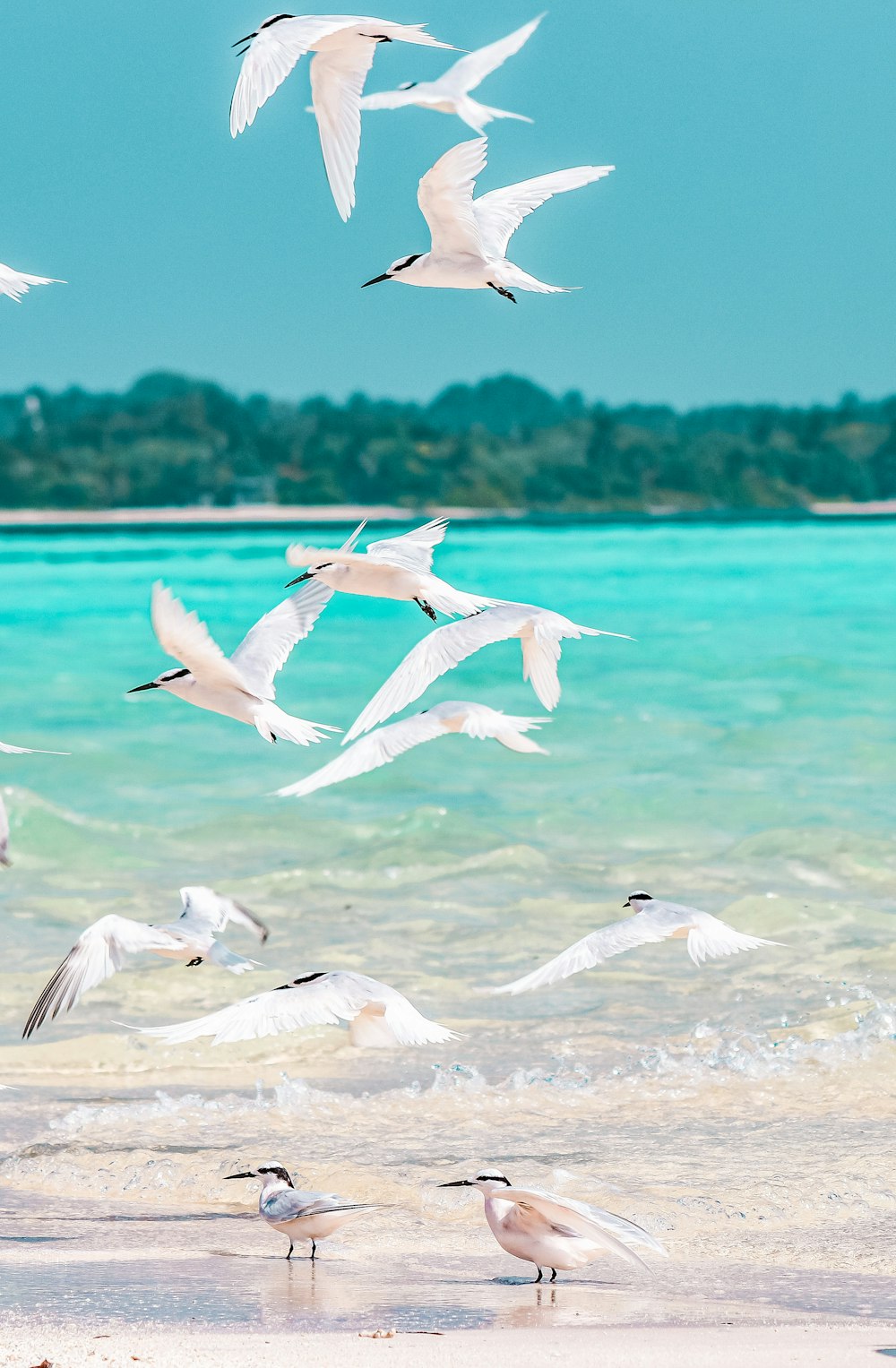 a flock of seagulls flying over a beach