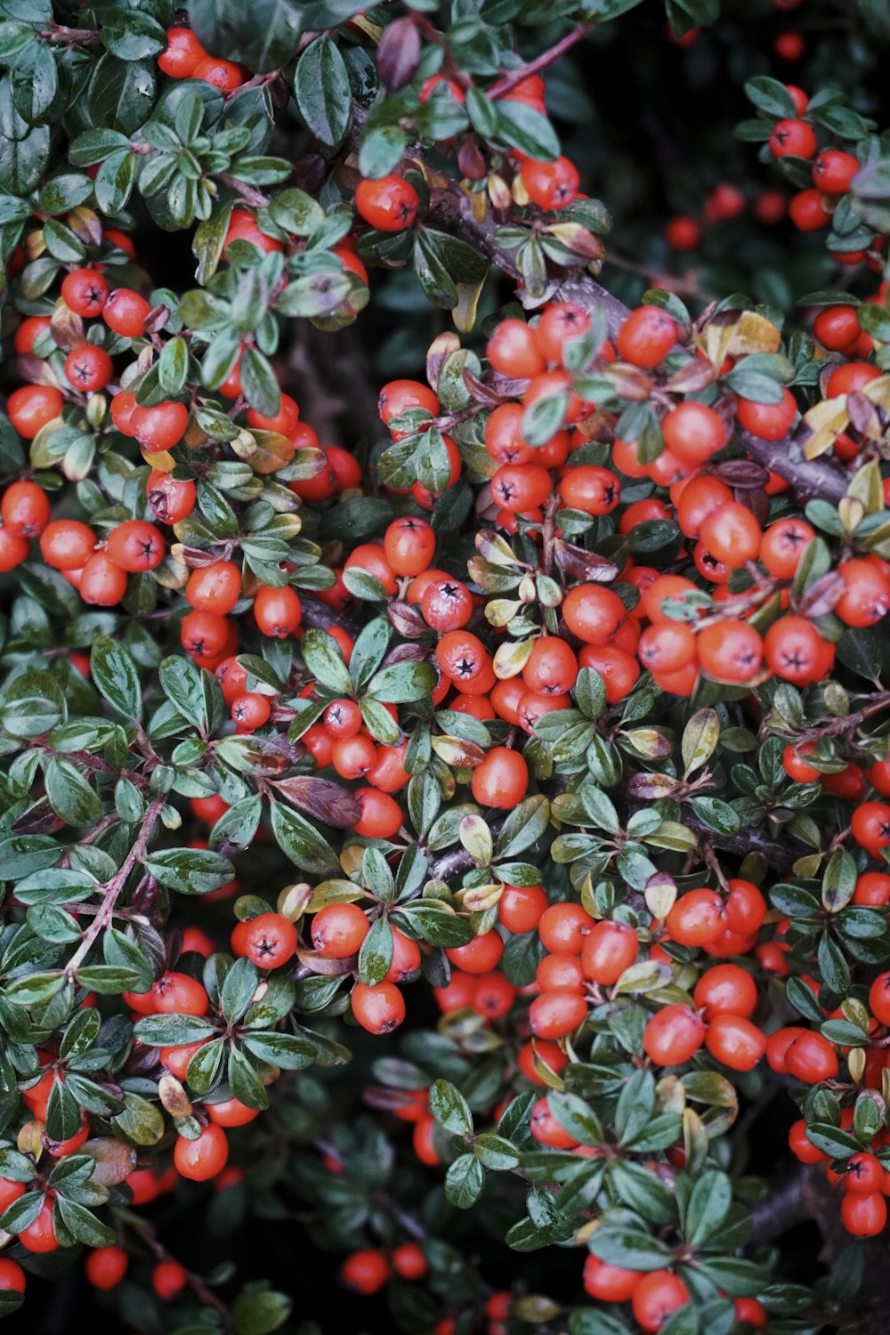 a bush with red berries and green leaves