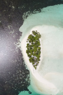 A small, lush island covered with dense green vegetation, surrounded by white sandy beaches and clear, turquoise waters. The contrast between the deep blue ocean and the light-colored sand creates a striking visual. The foliage mainly consists of palm trees thriving at the center of the island.