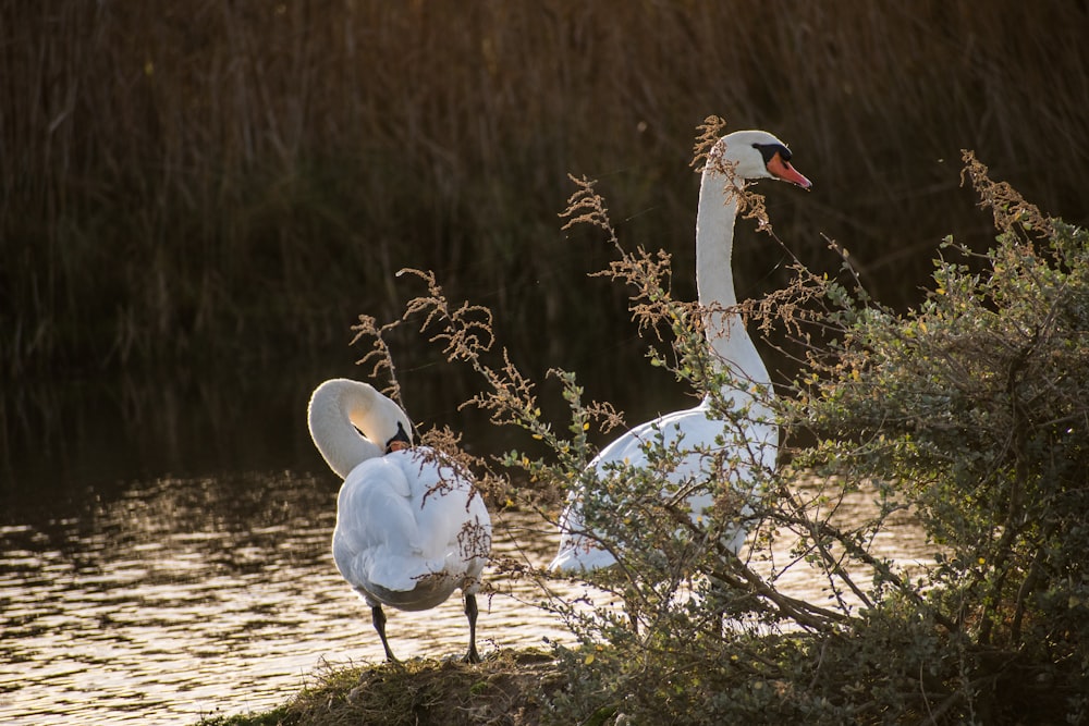 two white swans standing next to a body of water