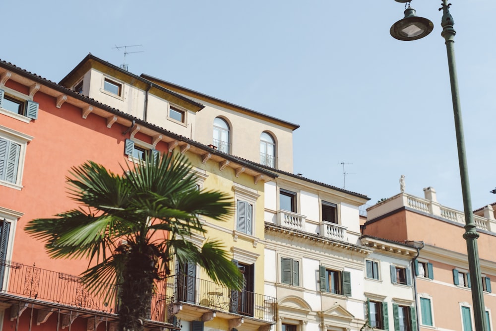 a palm tree in front of a row of multi - colored buildings