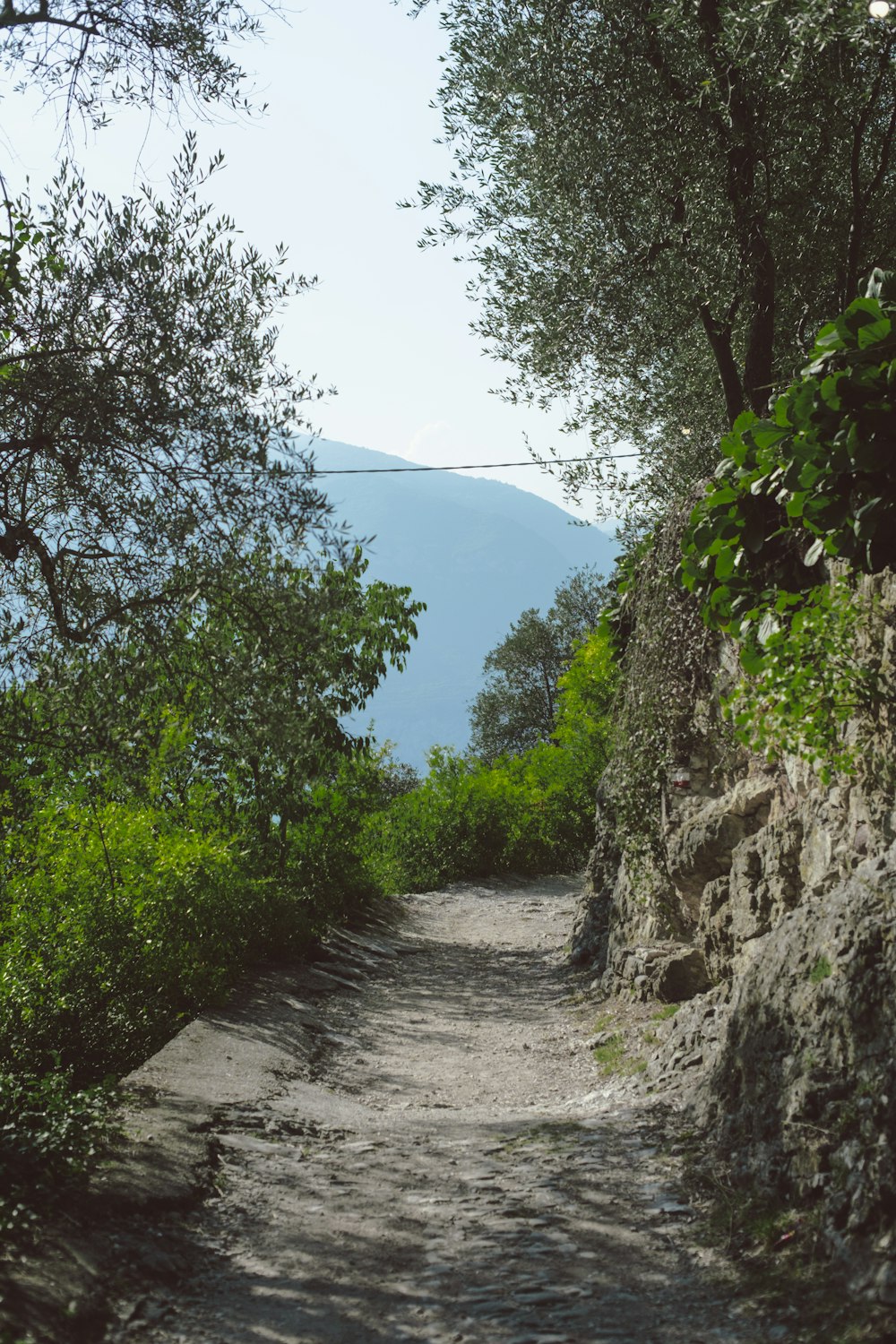 a dirt path with trees and a mountain in the background