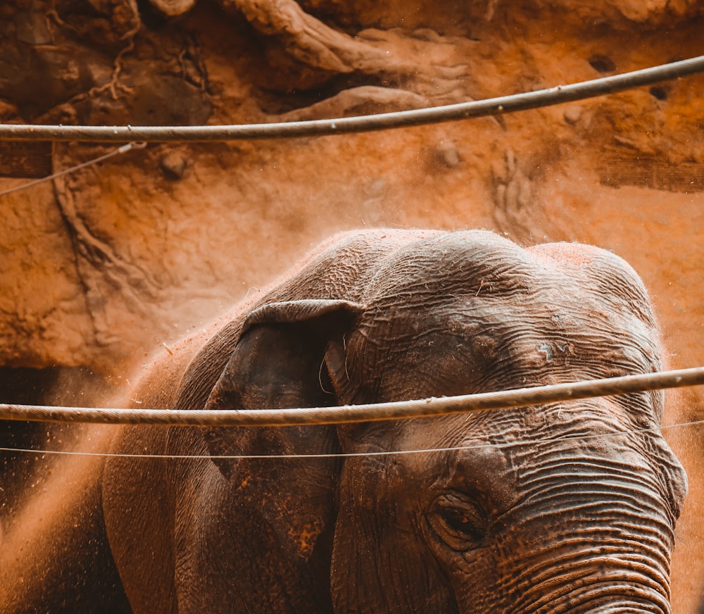 gros plan d’un éléphant derrière un fil