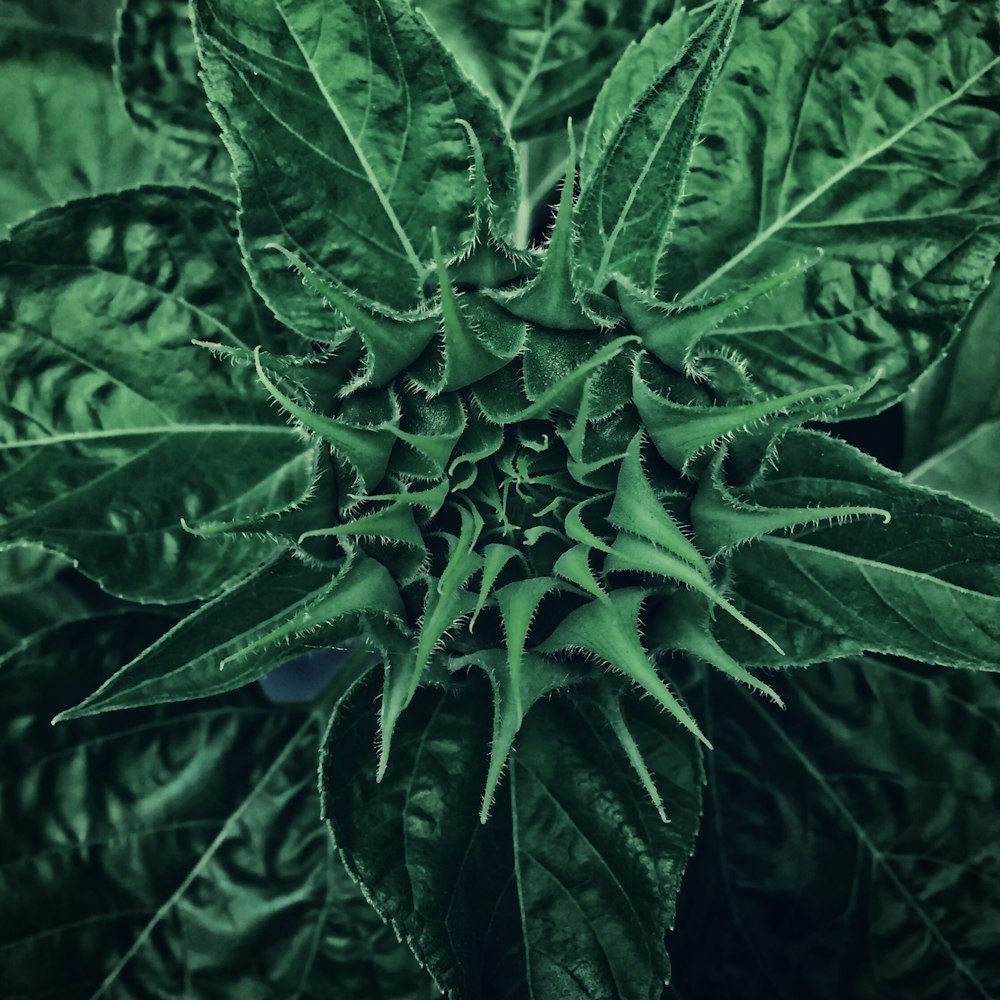 a close up of a green plant with lots of leaves