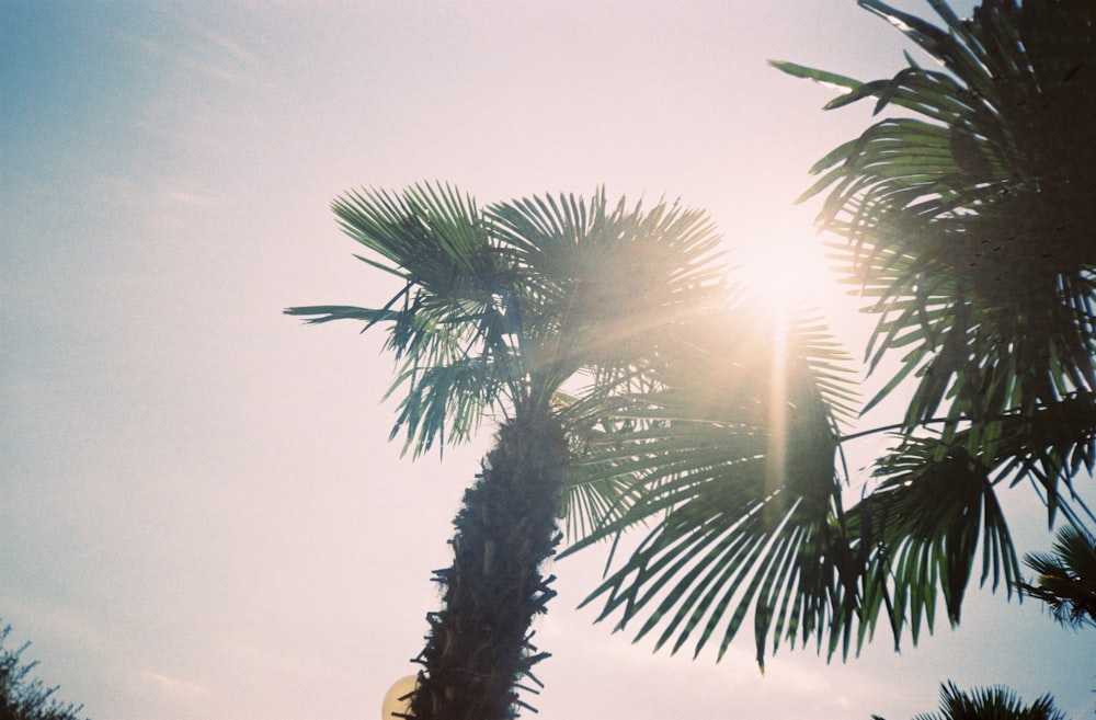 a palm tree with the sun shining through it