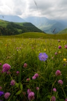 Lush green meadows of Pahalgam dotted with colorful wildflowers and grazing horses.