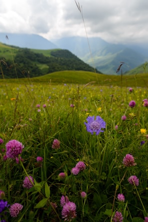 Lush green meadows of Pahalgam dotted with colorful wildflowers and grazing horses.