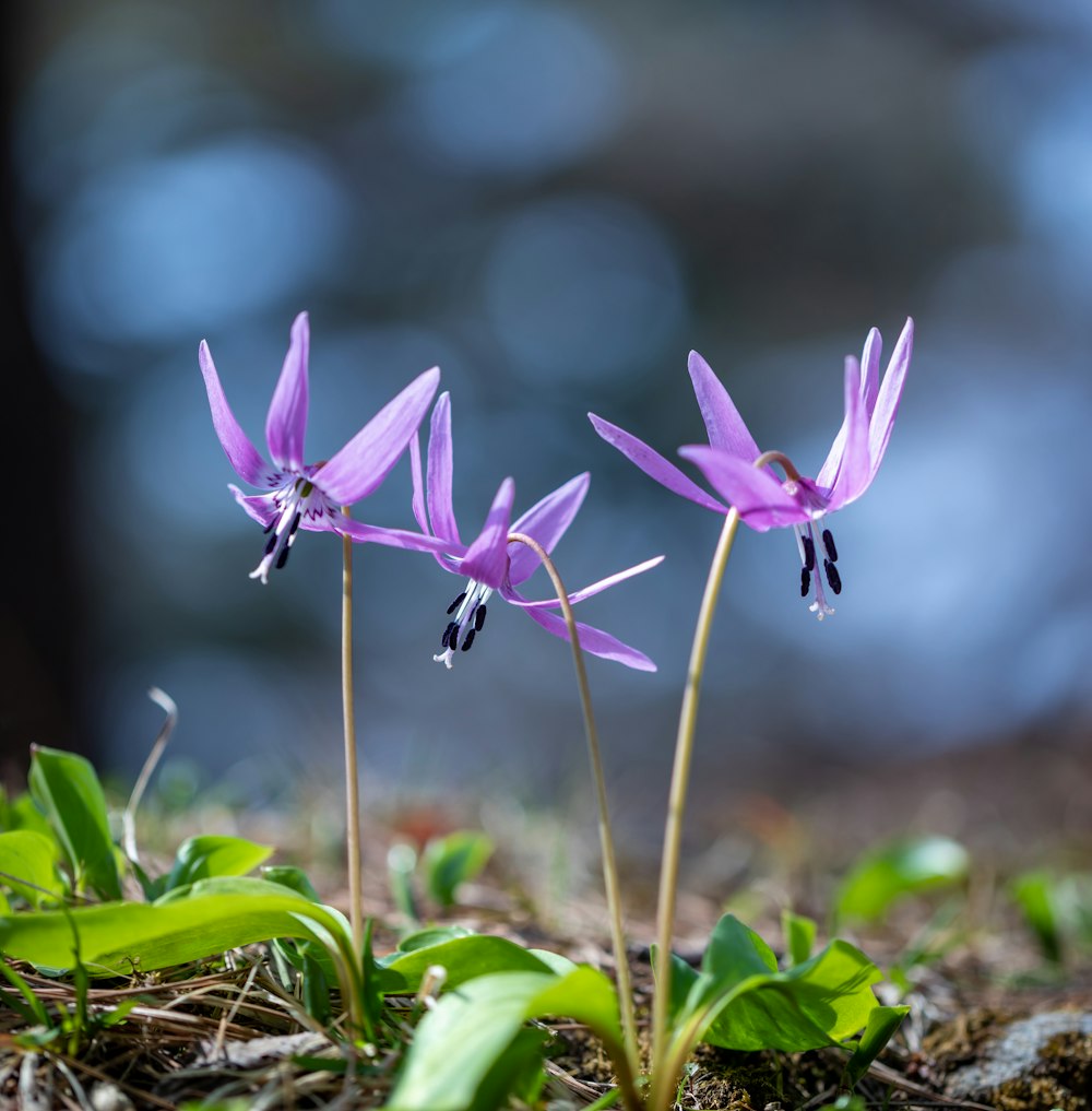 a couple of purple flowers sitting on top of a patch of grass