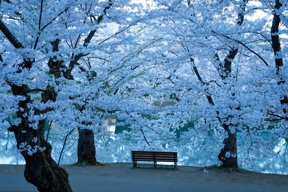 a park bench sitting under a tree filled with white flowers
