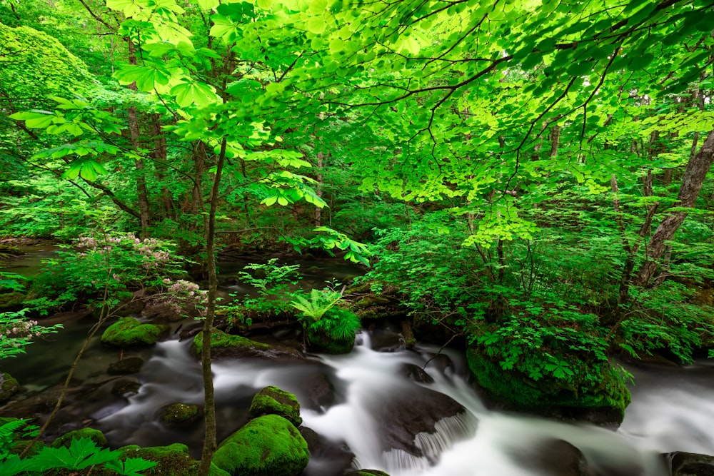 a stream running through a lush green forest