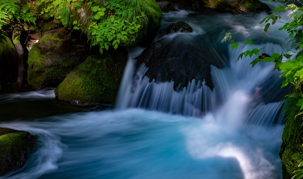 a stream of water running through a lush green forest