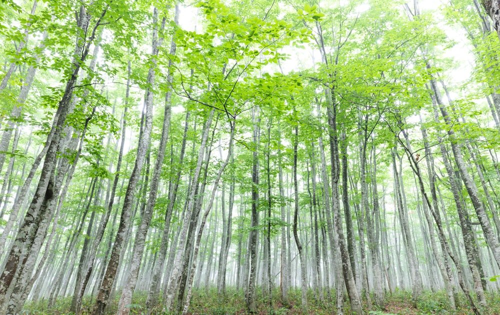 a forest filled with lots of green trees