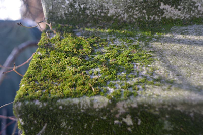 Close-up of moss-covered stone surface before chemical treatment.