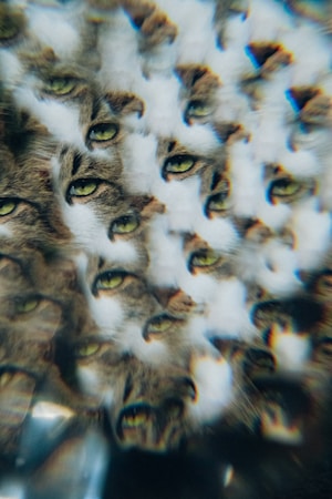 Cat Losing Weight Unexpectedly? 7 Causes of Unintended Weight Loss and What to Do