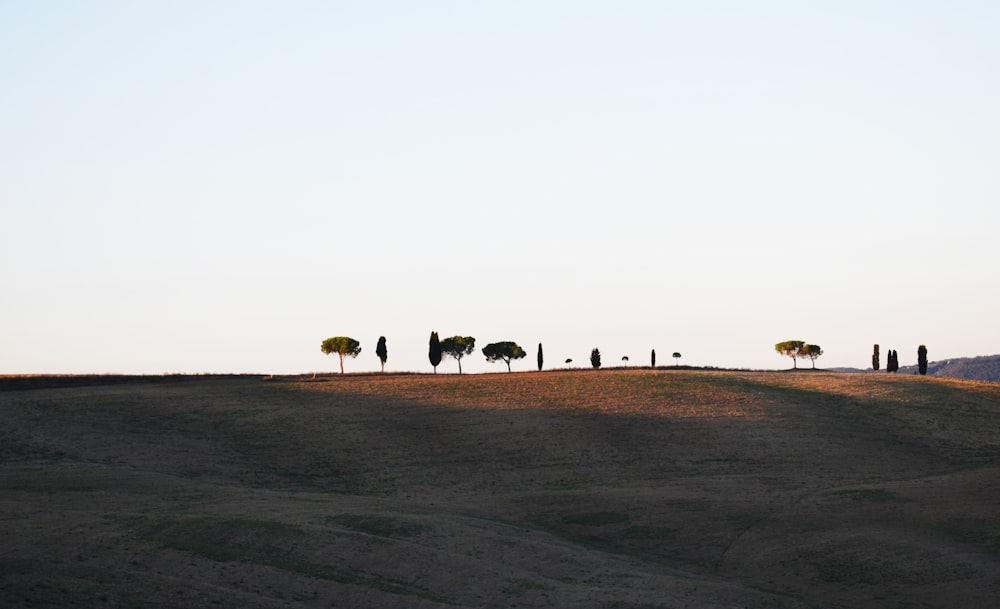 eine Gruppe von Bäumen, die auf einem Hügel sitzen