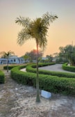 A serene sunrise over the Shri Arvind Ashram garden surrounded by lush greenery.