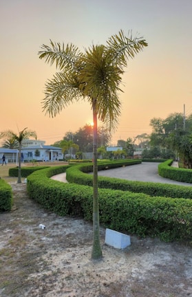 A serene sunrise over the Shri Arvind Ashram garden surrounded by lush greenery.
