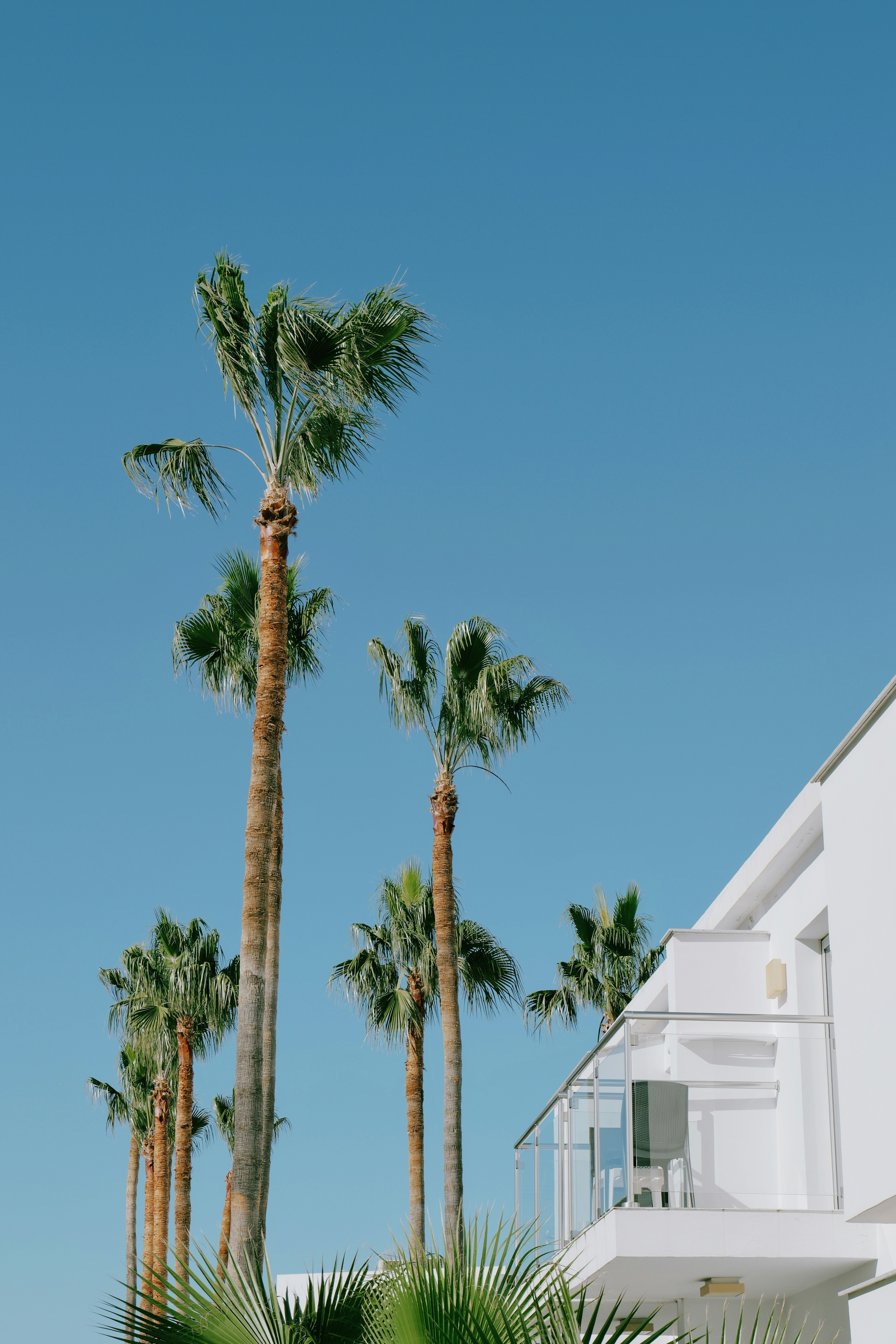 a row of palm trees in front of a white building