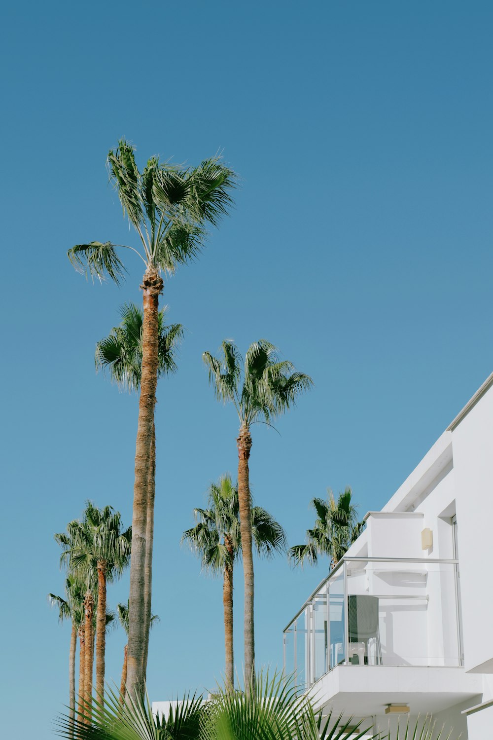 a row of palm trees in front of a white building