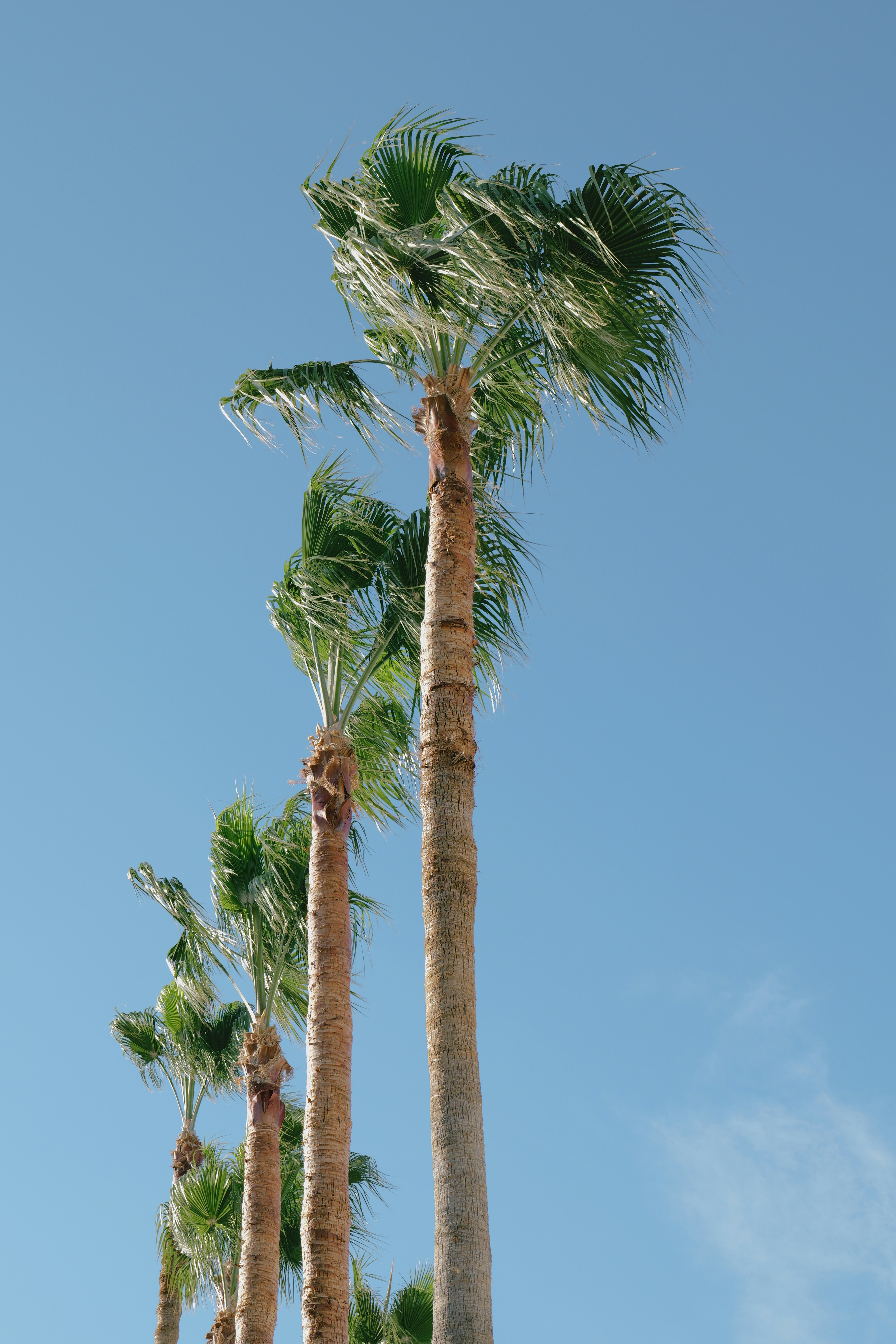 a group of palm trees with a blue sky in the background