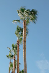 A row of tall, lush palm trees standing proudly under a clear blue sky at the nursery.