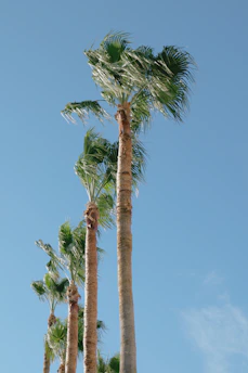 A row of tall, lush palm trees standing proudly under a clear blue sky at the nursery.