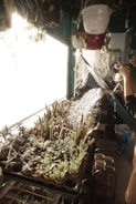 A person is watering a collection of cacti and succulent plants arranged neatly on a multi-tiered shelf. Overhead, several hanging plants in colorful pots are visible. The sunlight filters through the space, creating a warm and inviting atmosphere with the water droplets sparkling in the light.
