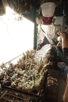 Close-up of a person gently watering a small succulent in a bright, cozy room.
