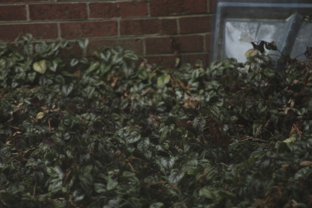 a bird sitting on top of a bush next to a building