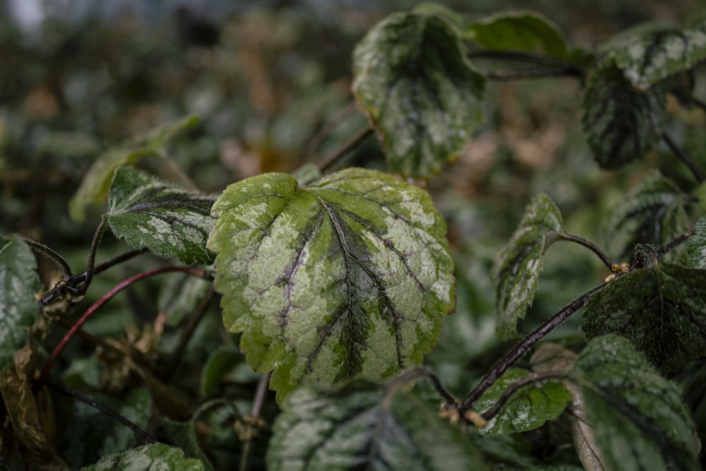 a close up of a plant with green leaves