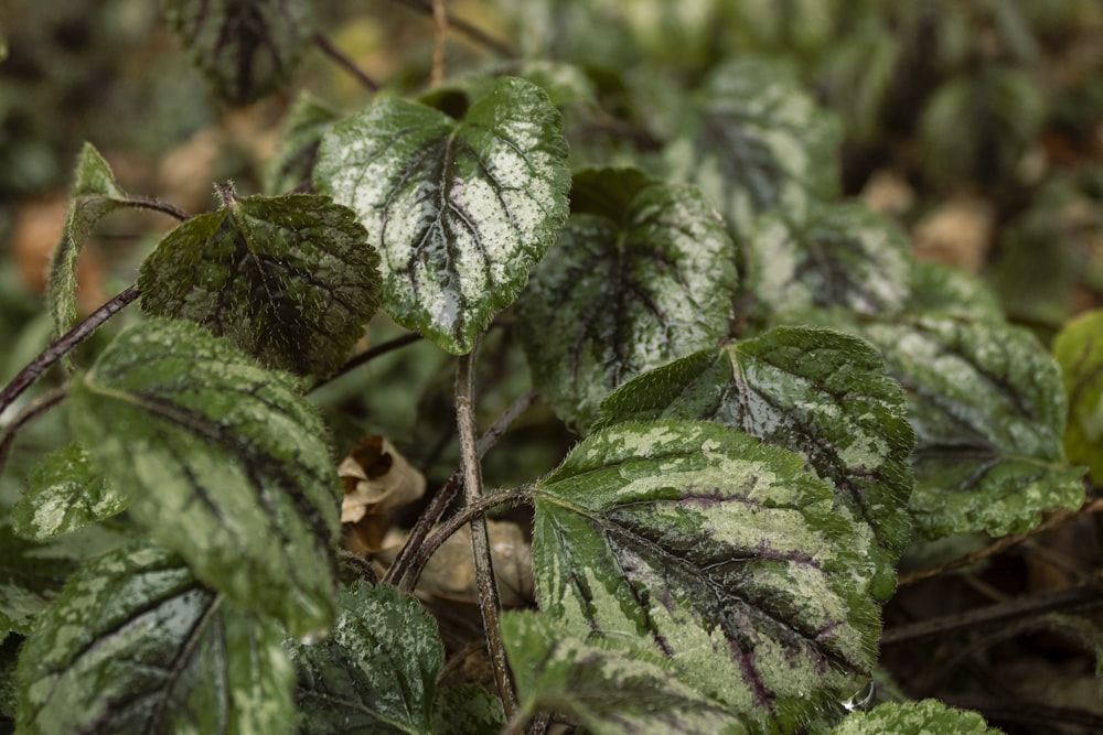 a close up of a plant with green leaves