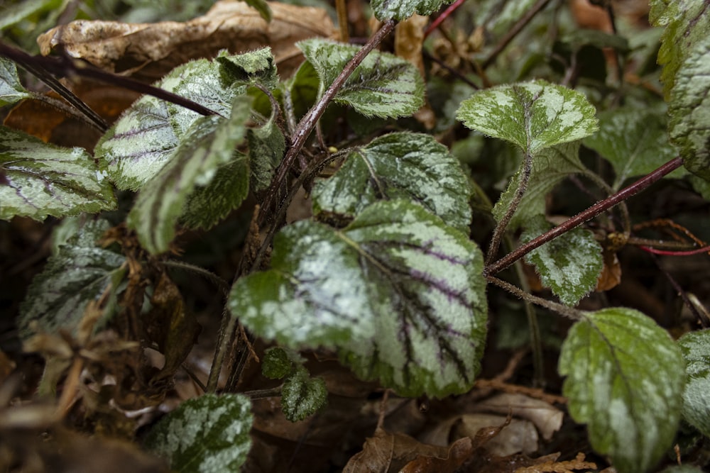 a close up of a plant with green leaves