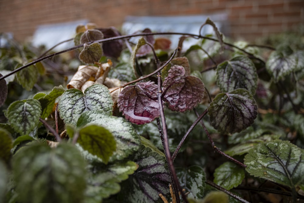 a bunch of green and purple leaves on a bush