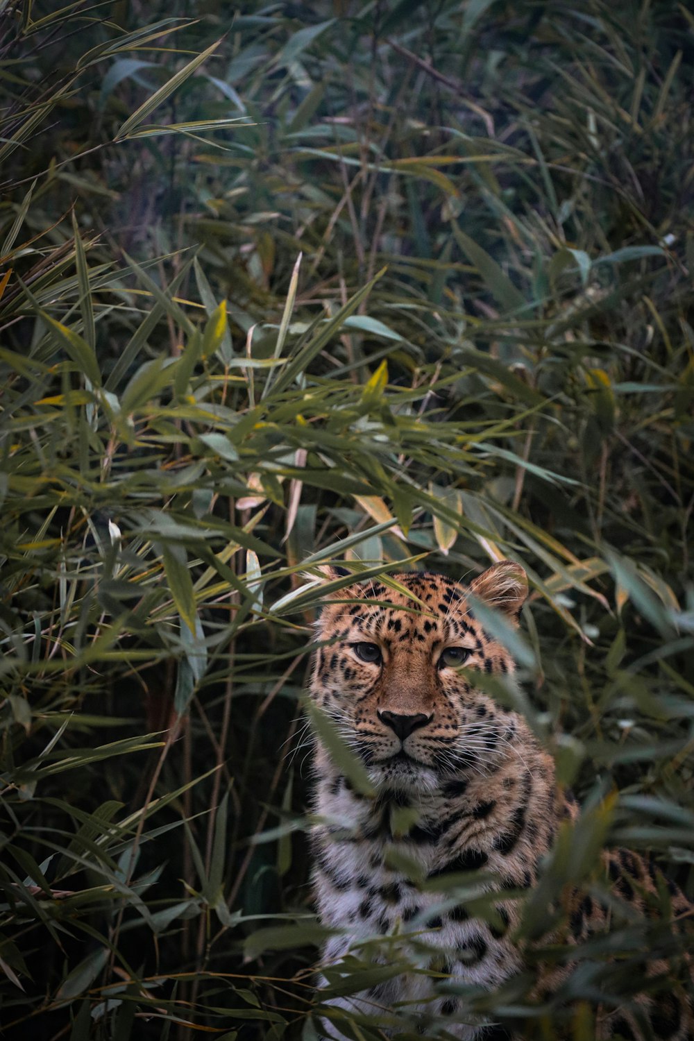 a leopard in a field of tall grass