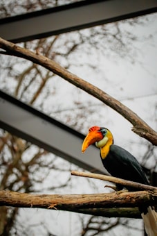 A hornbill with vibrant plumage sits on a tree branch inside an enclosure. The bird has a brightly colored beak and head, blending shades of orange, yellow, and blue. The branches are dry, and the background shows a faintly visible metal structure and blurred trees without leaves.