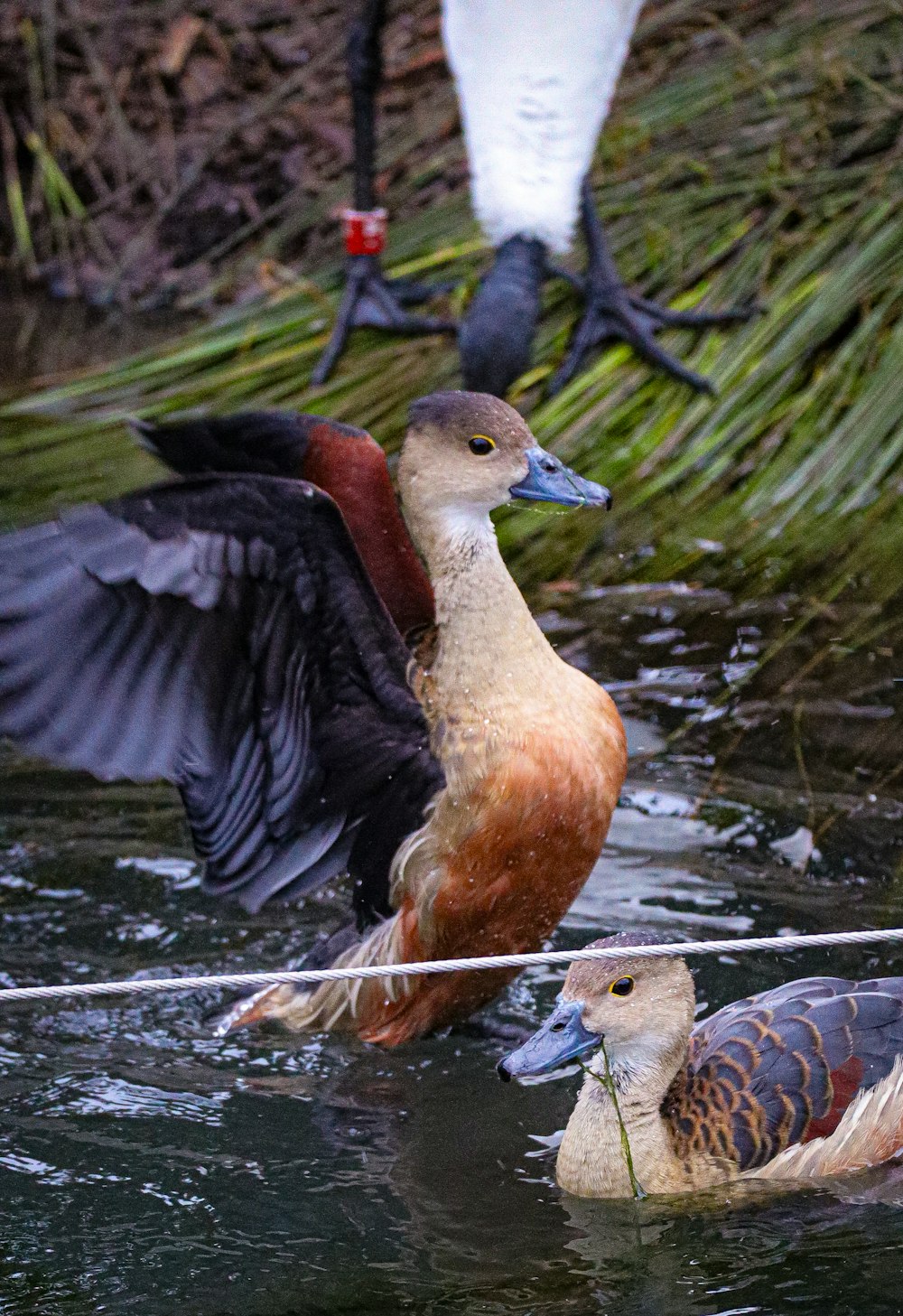 a group of birds standing on top of a body of water