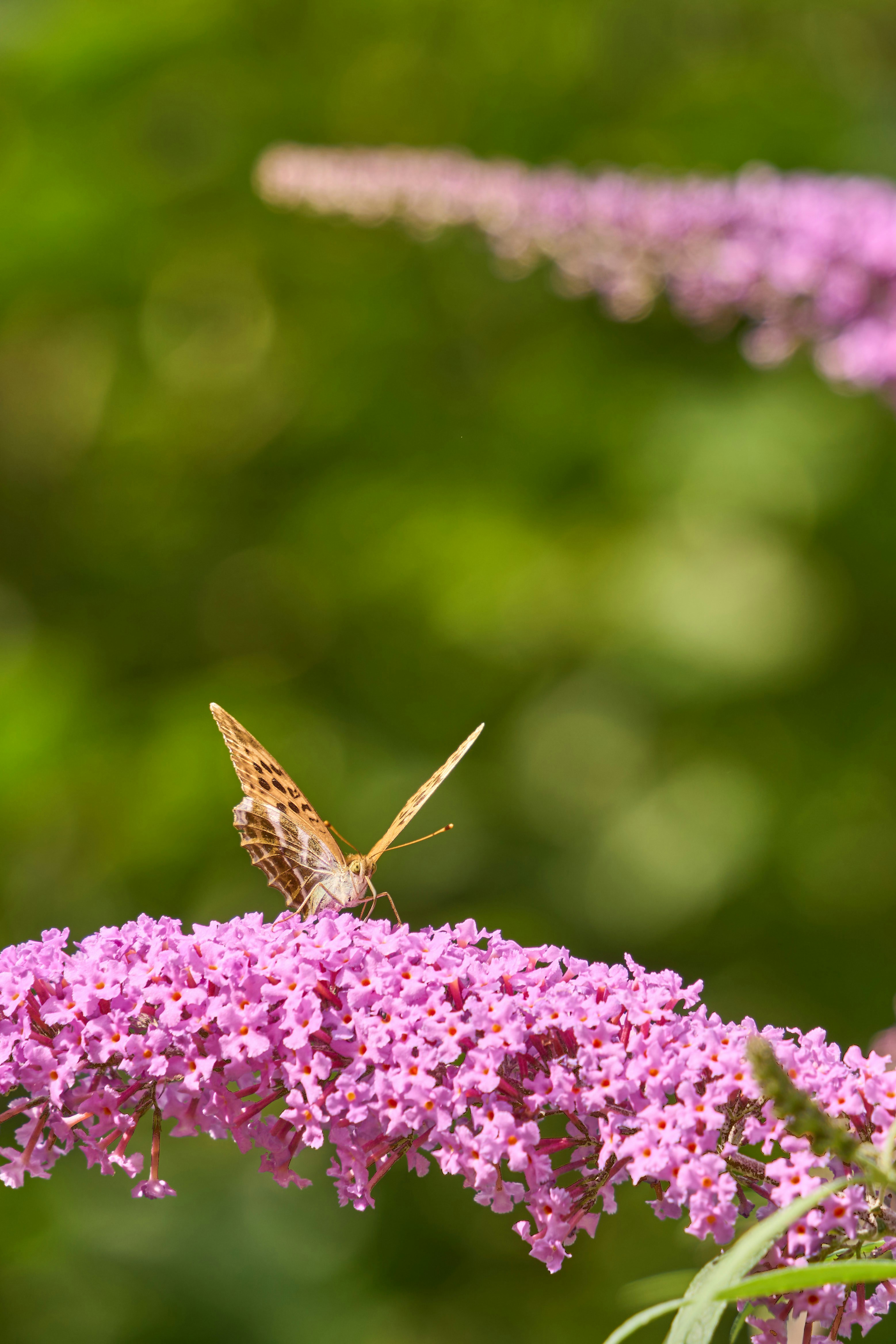 Photo by wolfgang_hasselmann