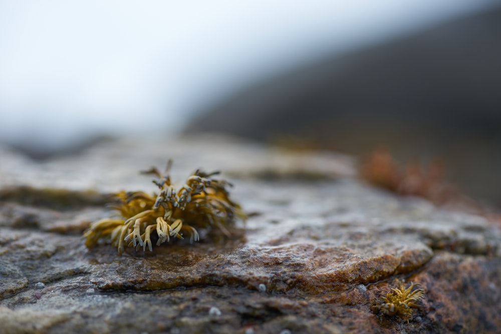 a close up of a small plant on a rock