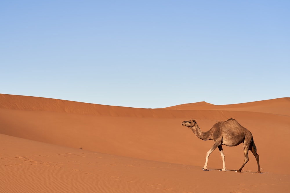 a camel walking in the desert with a blue sky in the background