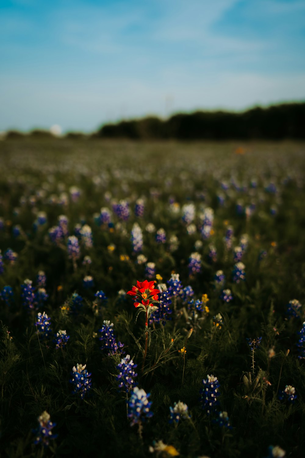 a field full of blue and yellow flowers
