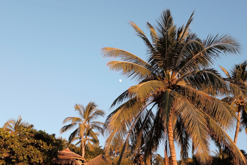 a palm tree with a half moon in the background