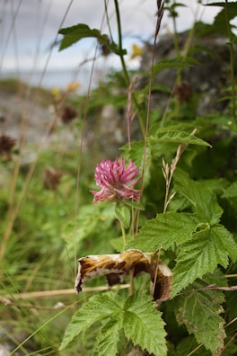 Close-up of a vibrant wildflower blooming beside a rocky trail