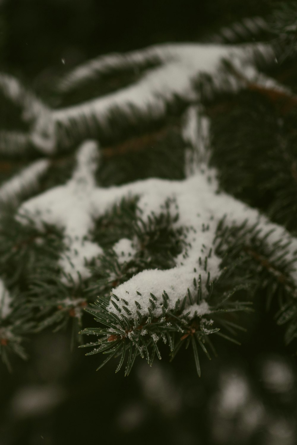 a close up of a pine tree with snow on it