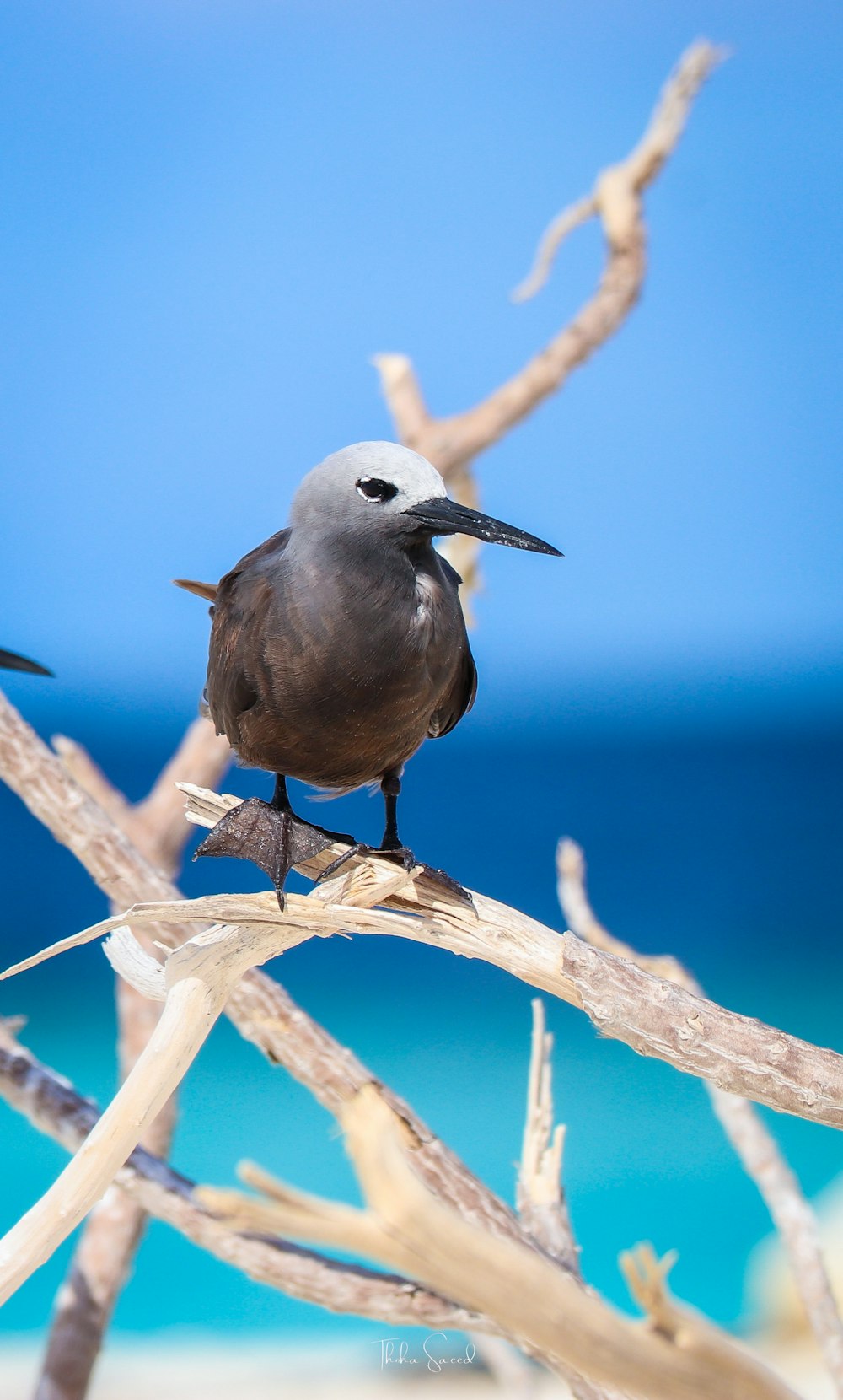 a black and white bird sitting on top of a tree branch