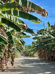 Sunlit path winding through lush banana and mango trees at Raitumpodee Farm.