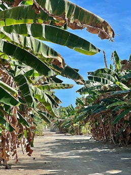 Sunlit path winding through lush banana and mango trees at Raitumpodee Farm.