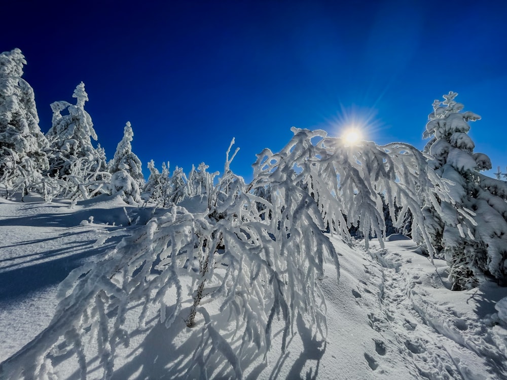 the sun shines brightly through the snow covered trees