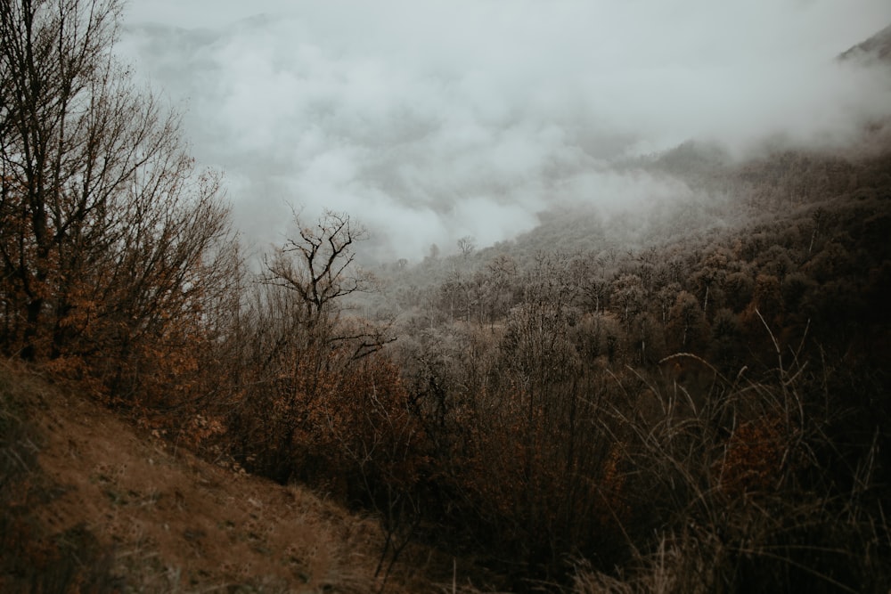 a foggy mountain with trees and bushes in the foreground